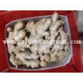 Air Dry Ginger da China